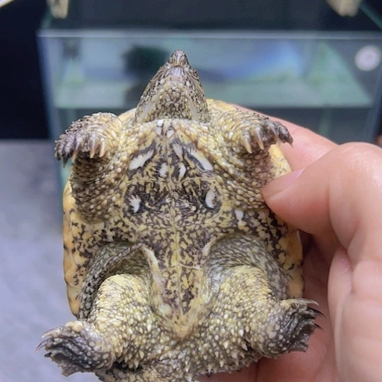 小鳄龟不分公母鳄龟杂佛8到9厘米全品