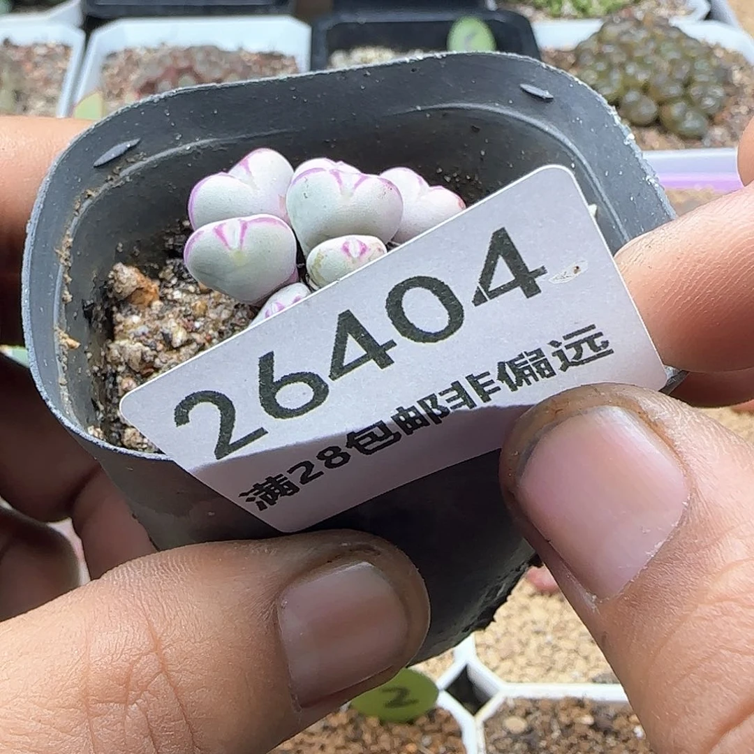 梦***?脱土28包邮26404