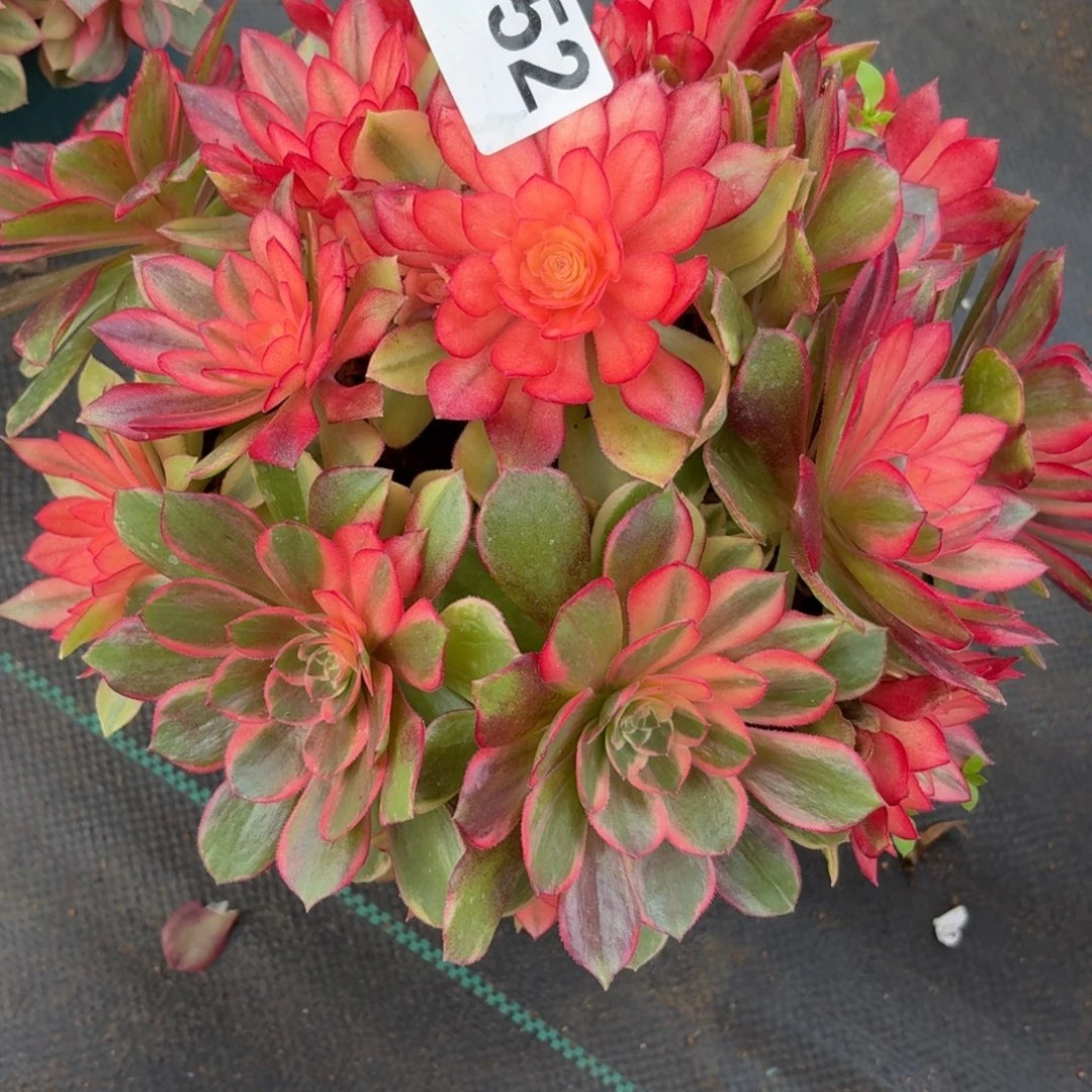 952周正黑膜锦多肉植物福利