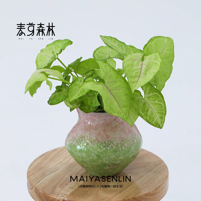 合果芋盆栽植物室内四季办公室金童子绿植好养易活新新手友好