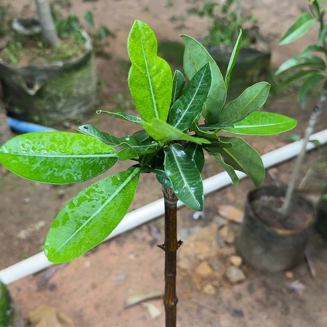 施***飞当前无花栽培后可以开花非洲