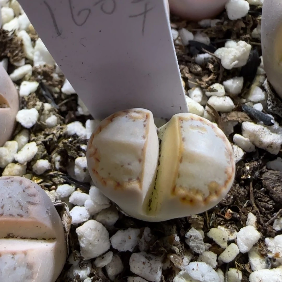 1.18，217饼干，9026