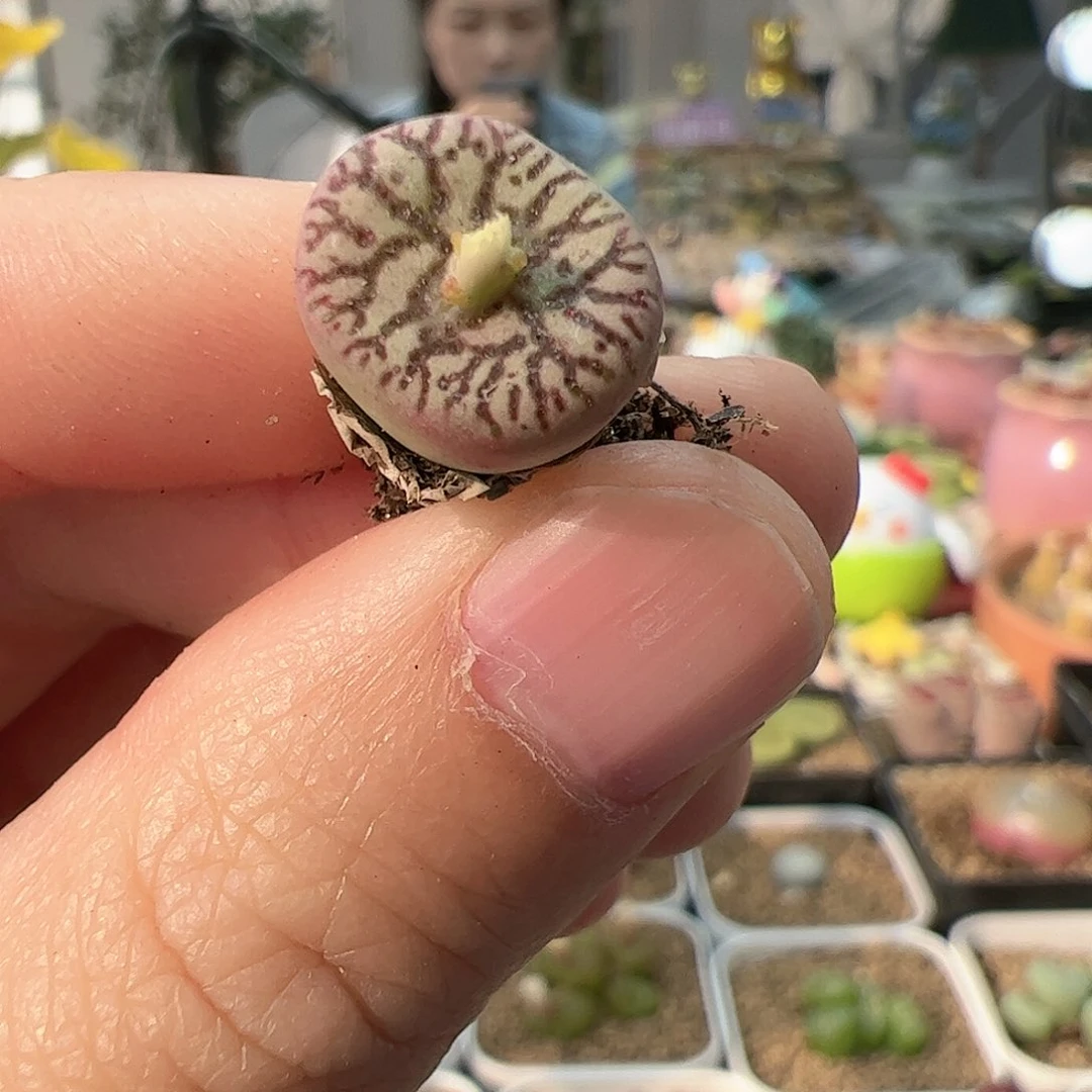 【闪购商品】27 霓虹