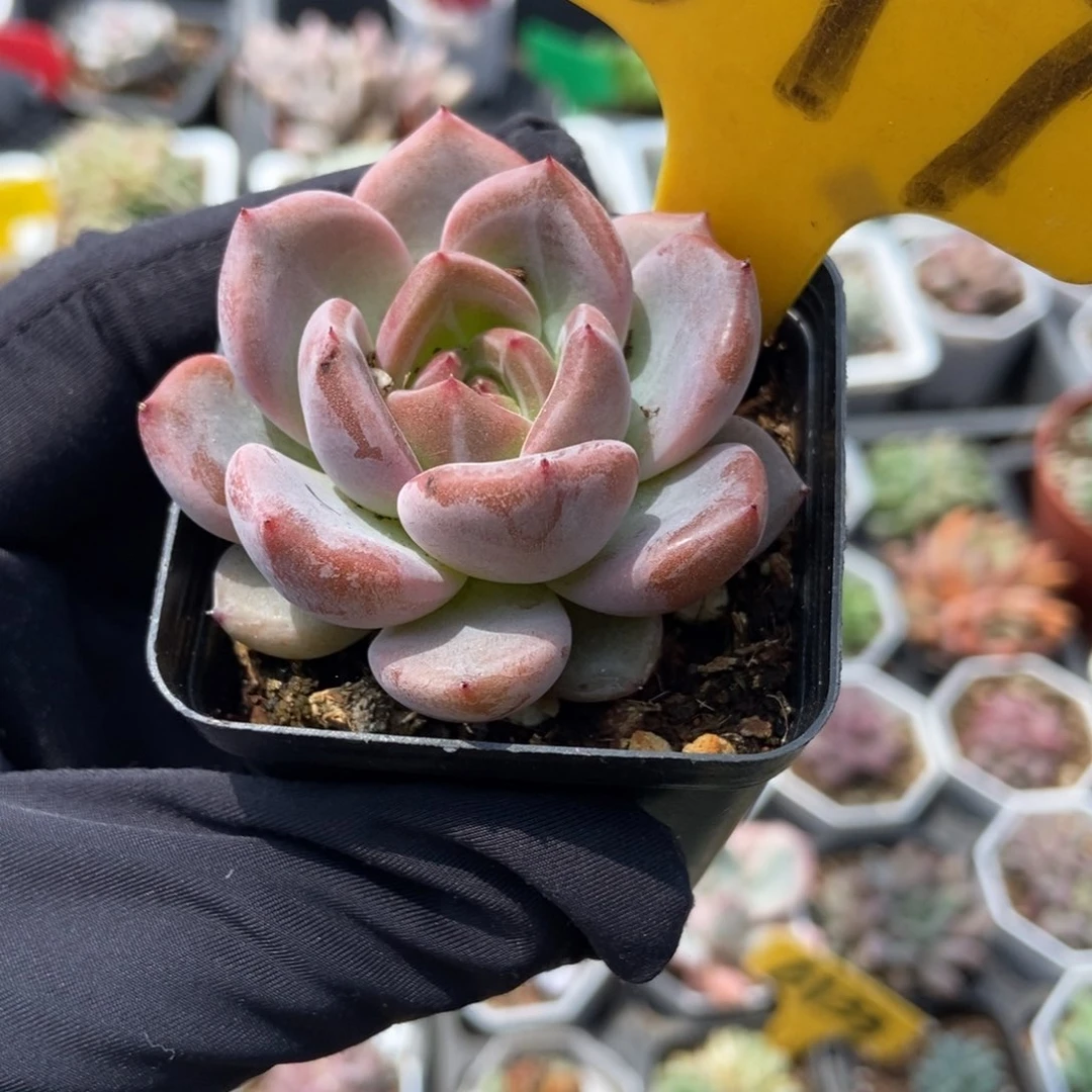 577香槟多肉植物保护