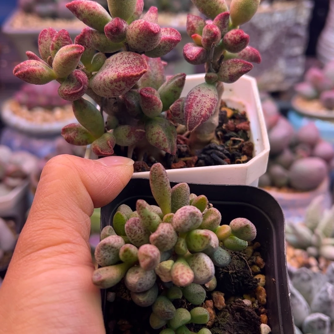 巴***鱼满送。补差价。