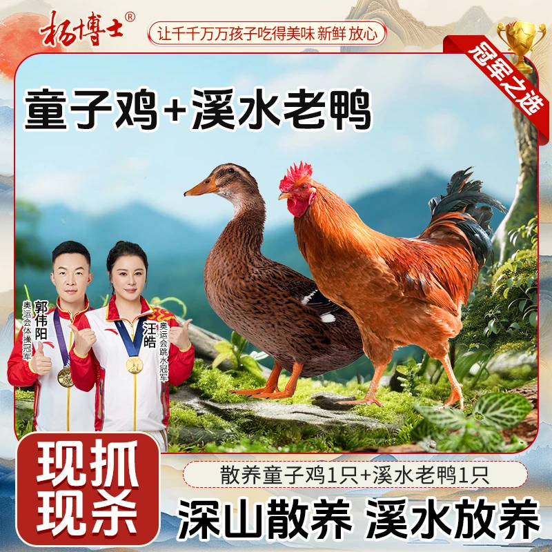 【溪水老鸭+童子鸡】杨博士皖南溪水放养土鸭现杀红烧炖汤鲜美美味