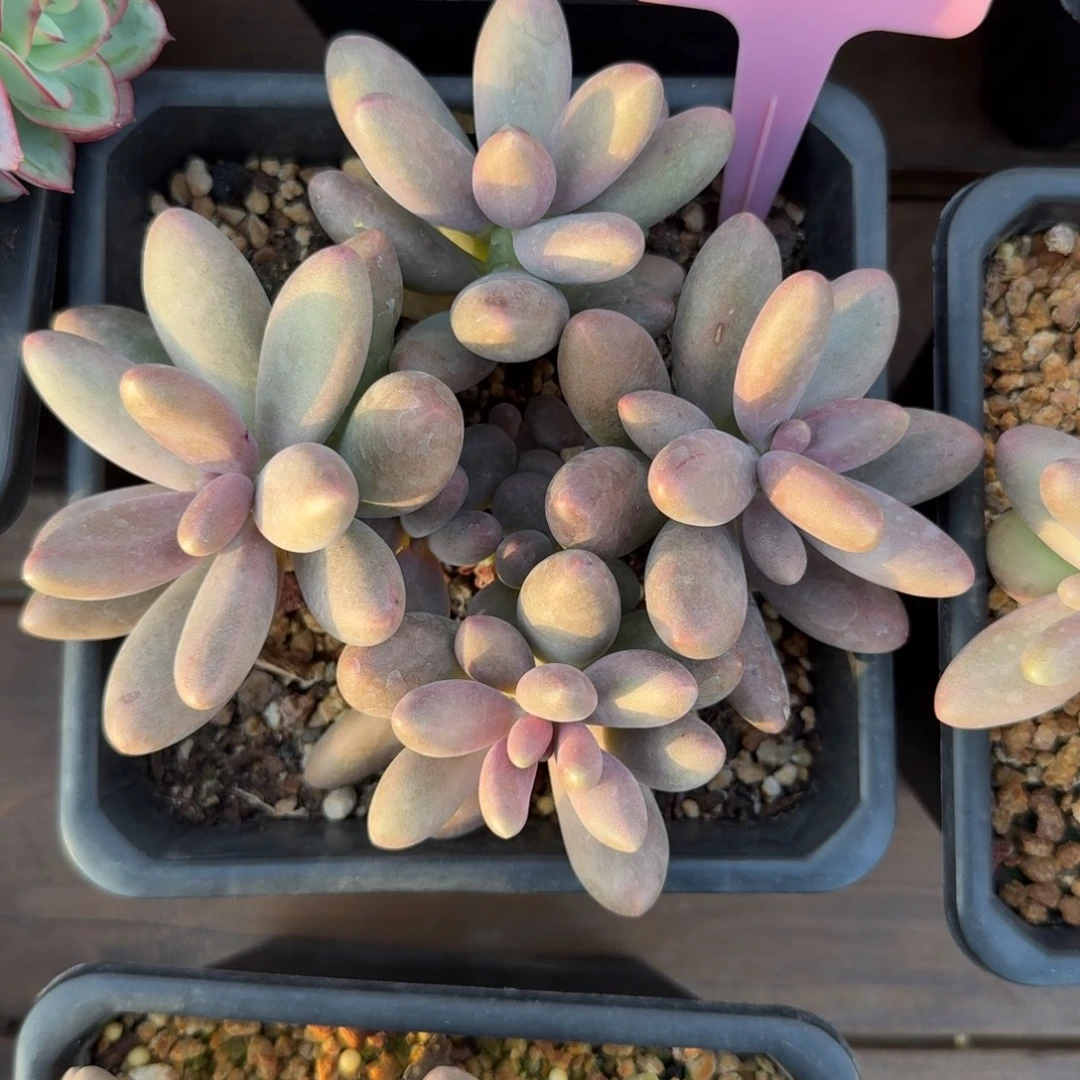 平头糖果1111111111111111