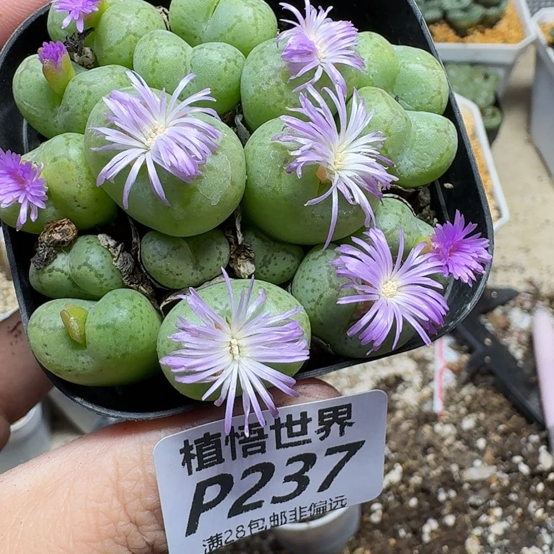 多肉植物多达gbnm