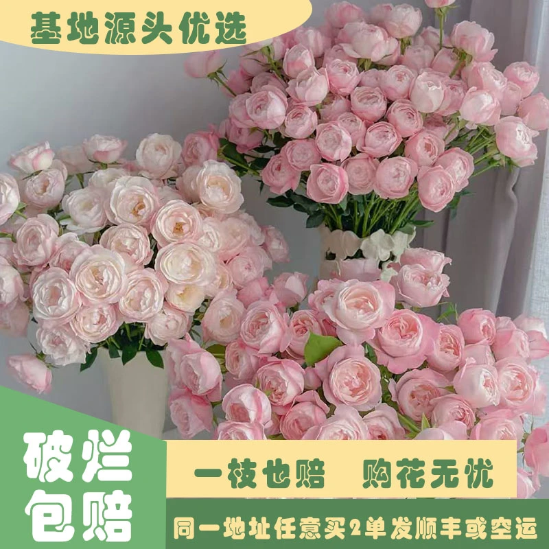 【基地源头优选】 多头草莓杏仁饼玫瑰     任意两单发顺丰或空运