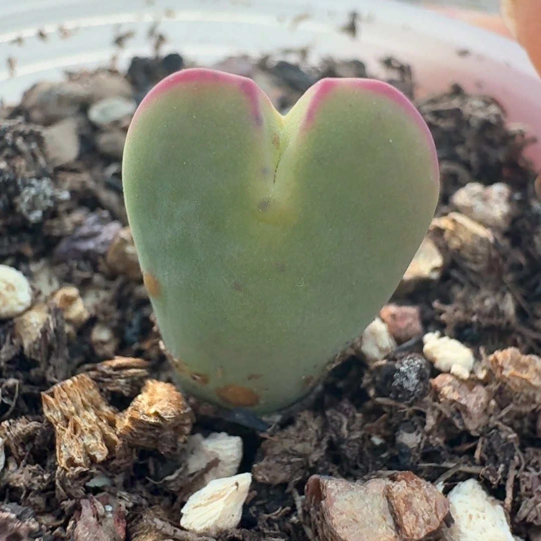 313带盆土发货0000