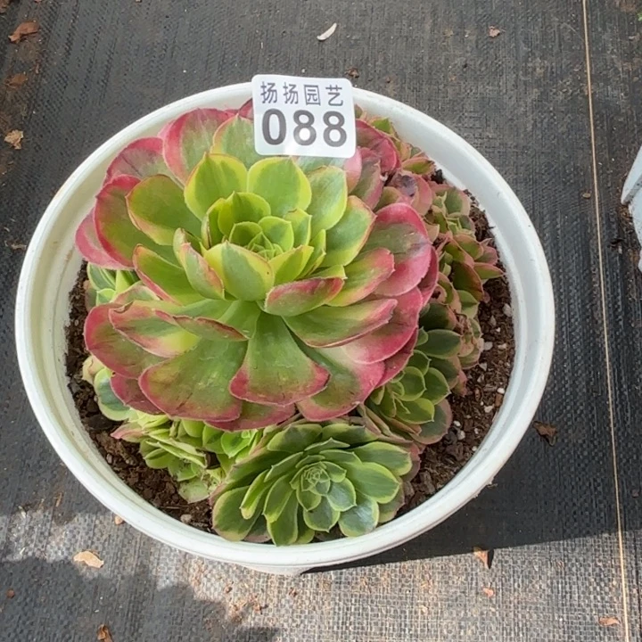 蒲***英无花朵088多肉法师发货