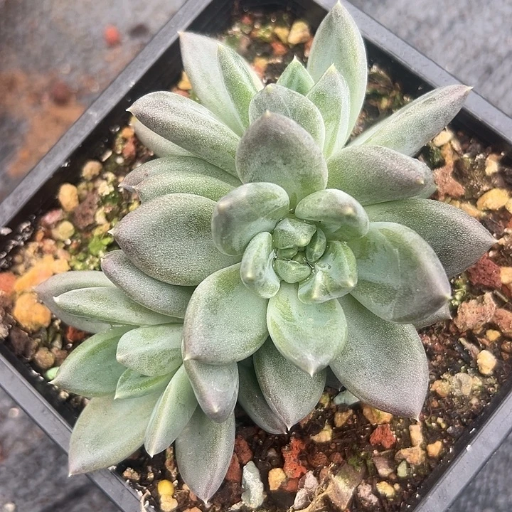 孤品美人群一物一拍多肉