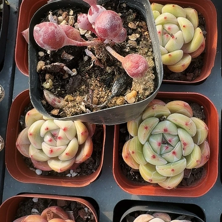 鼓锤水泡多肉植物满20包邮