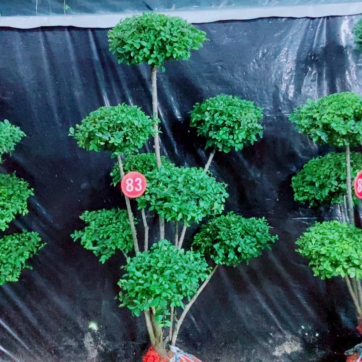 无花朵一物一图一物一拍