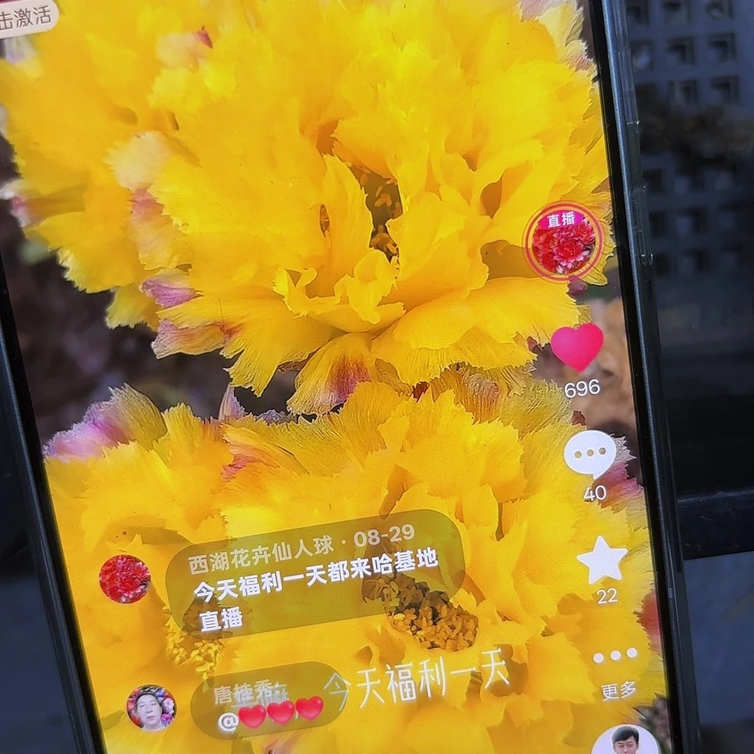 秋洛彩侧牙20包邮仙人球g-5公分4