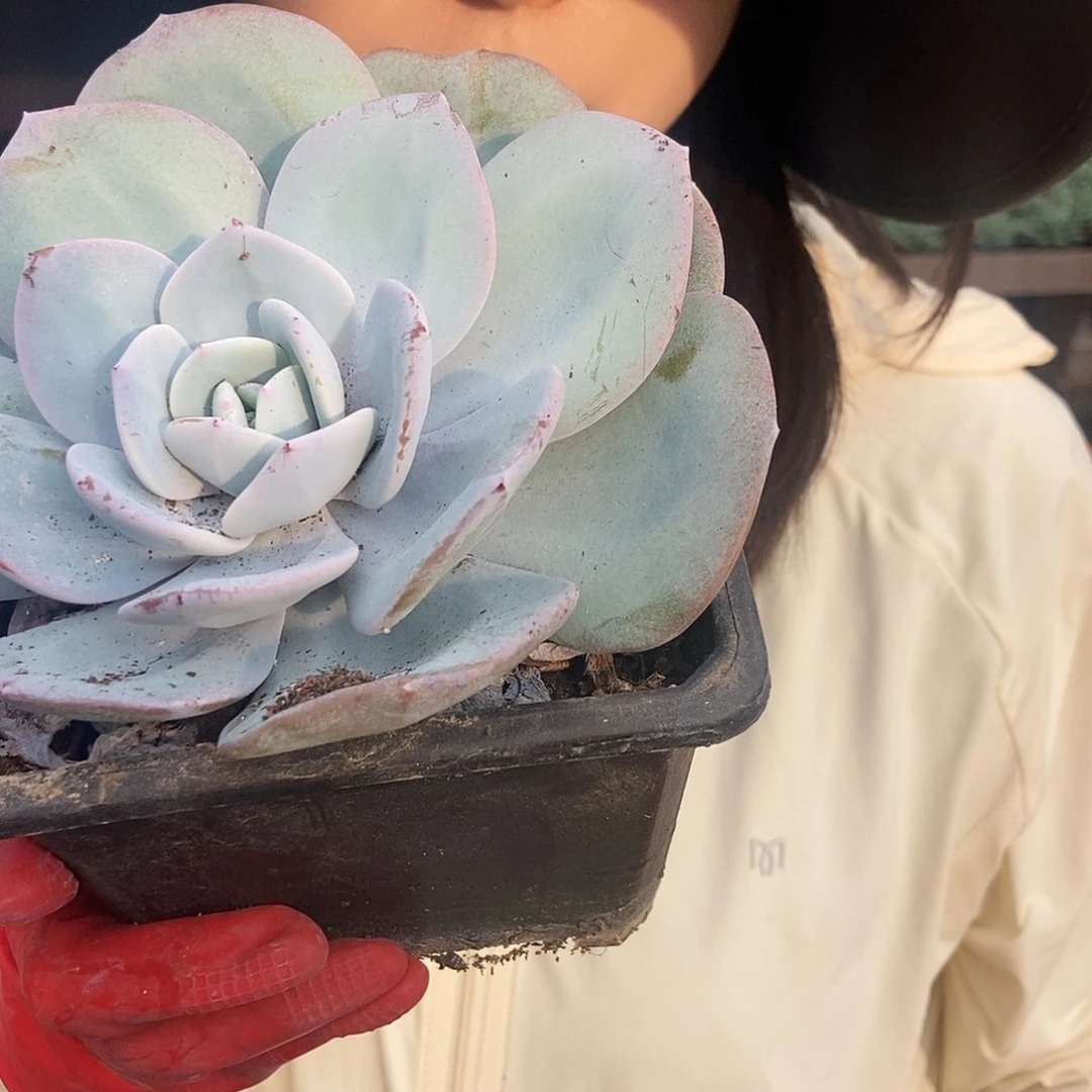 6-56单头奶茶随机