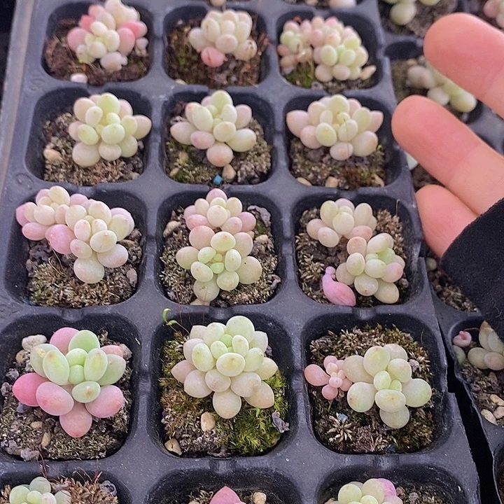 93 多肉植物盆栽花卉