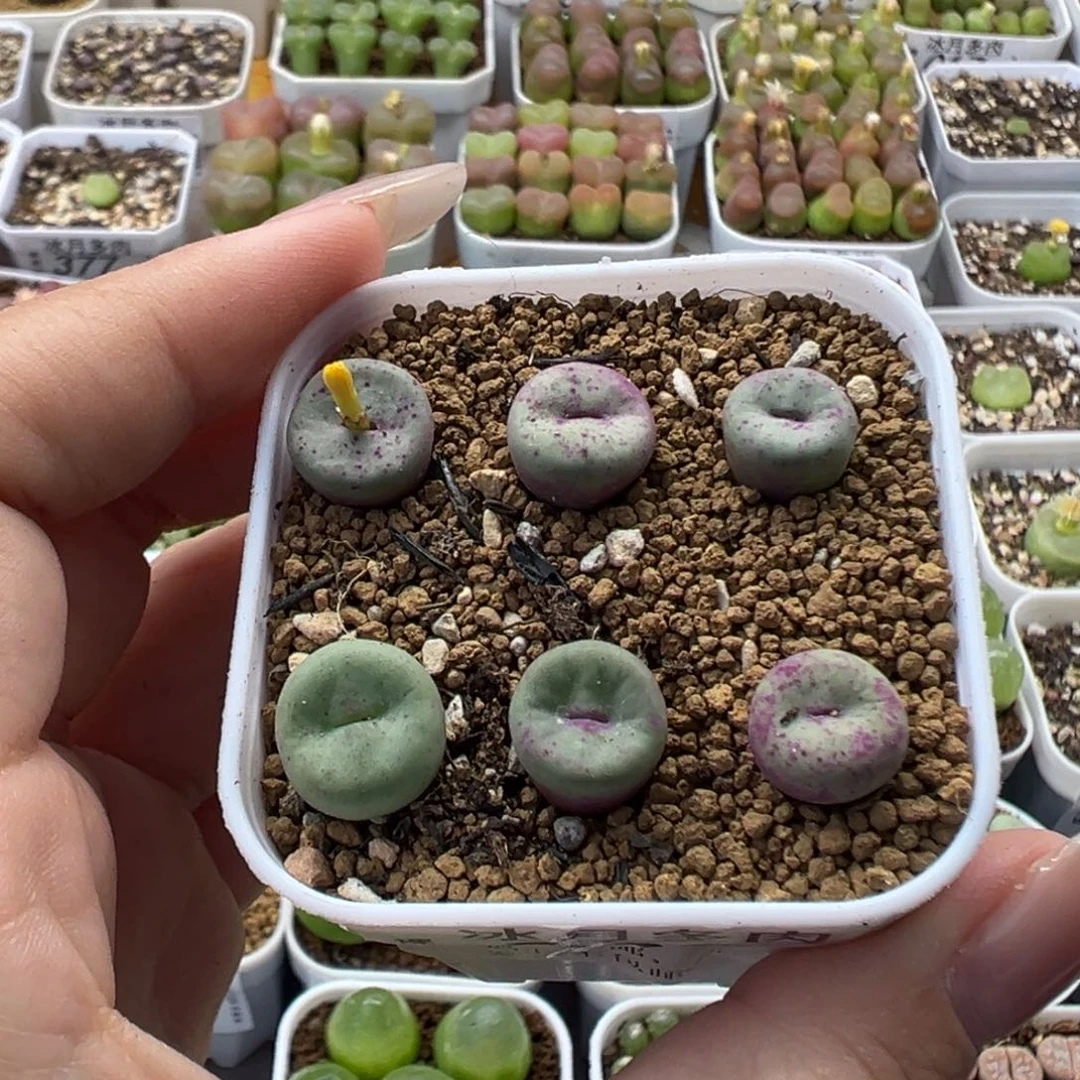 339红嘴427裸根发货