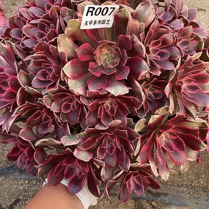 多肉植物幻莎007多肉