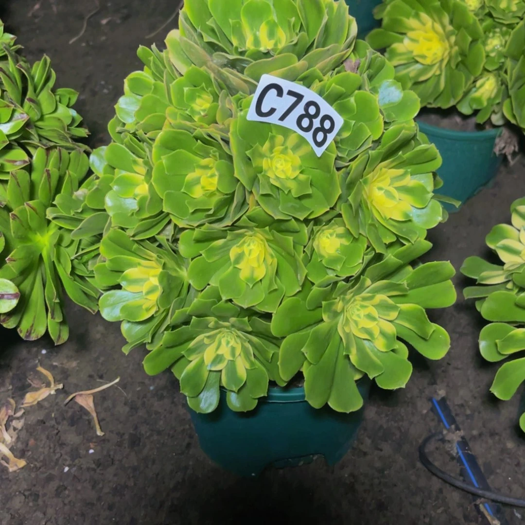 辛尼亚法师16/////////42包邮