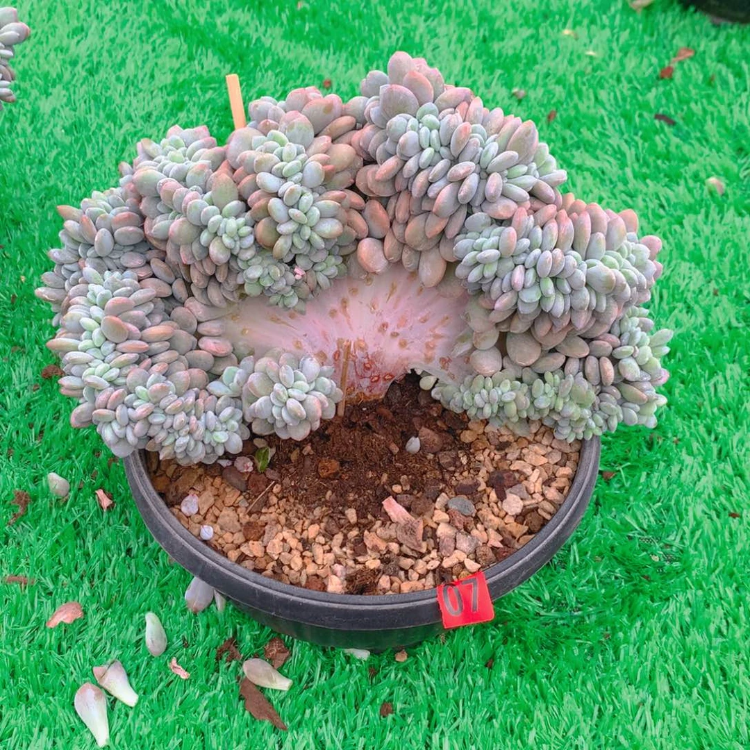 07粉兔11111111111