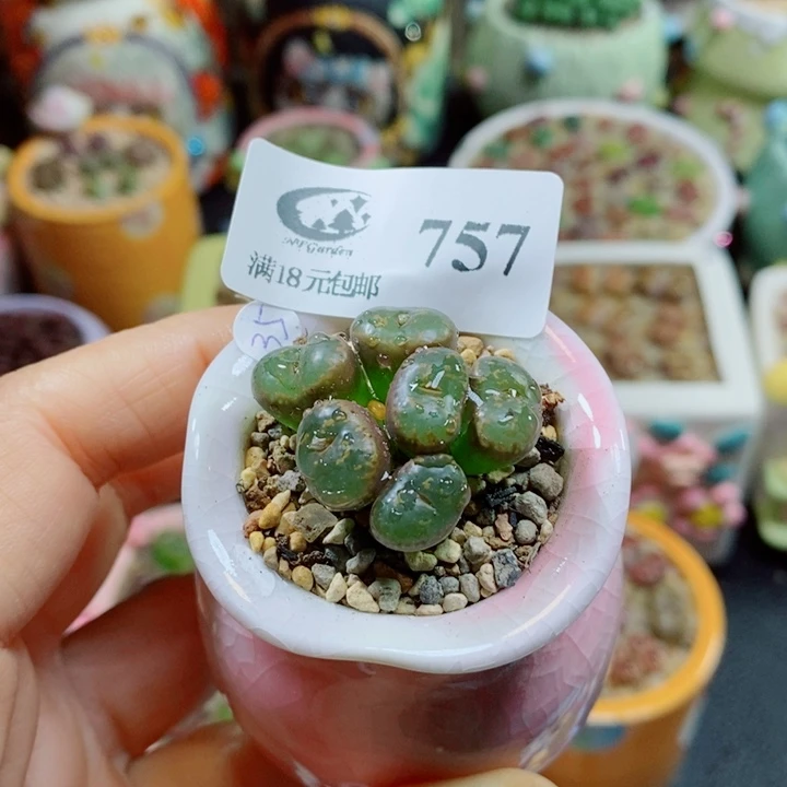 怼***了生石花花花花花花757裸