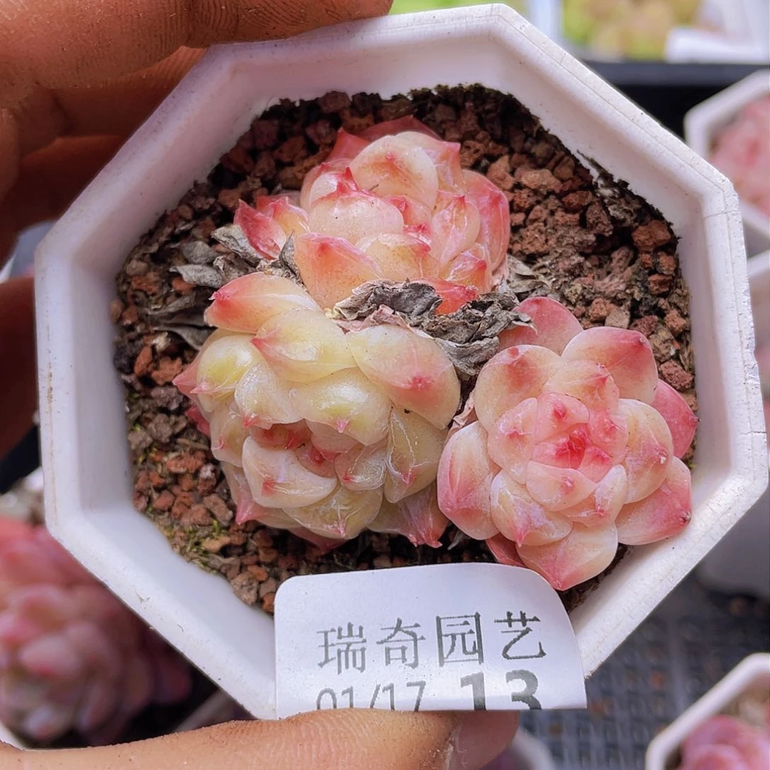 000000000000013量拍