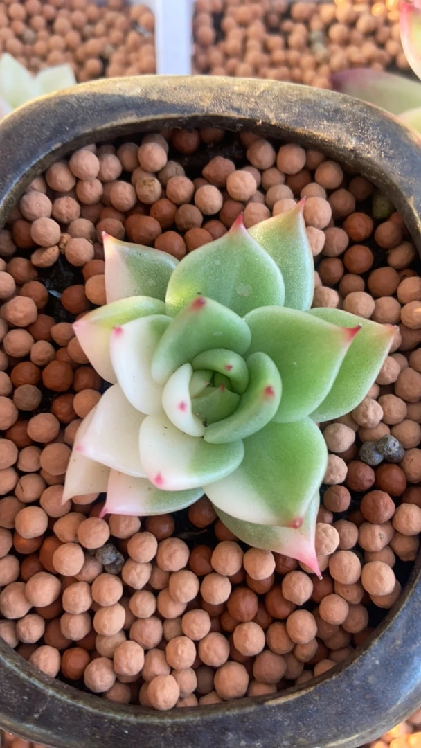 福利白锦蓝龙头盖多肉