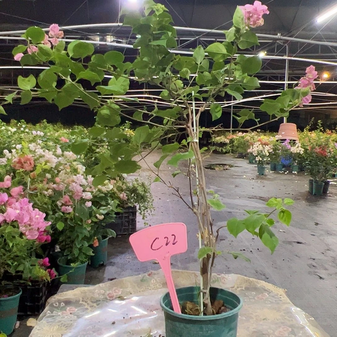 黑***马当前无花栽培后可以开花C22红粉佳人