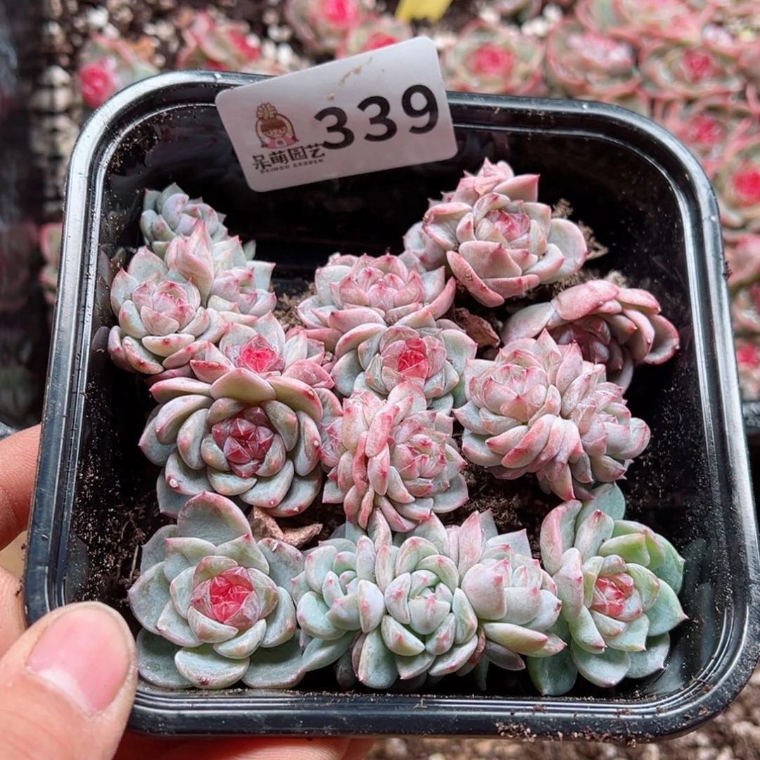 原****啊多肉植物多肉植物