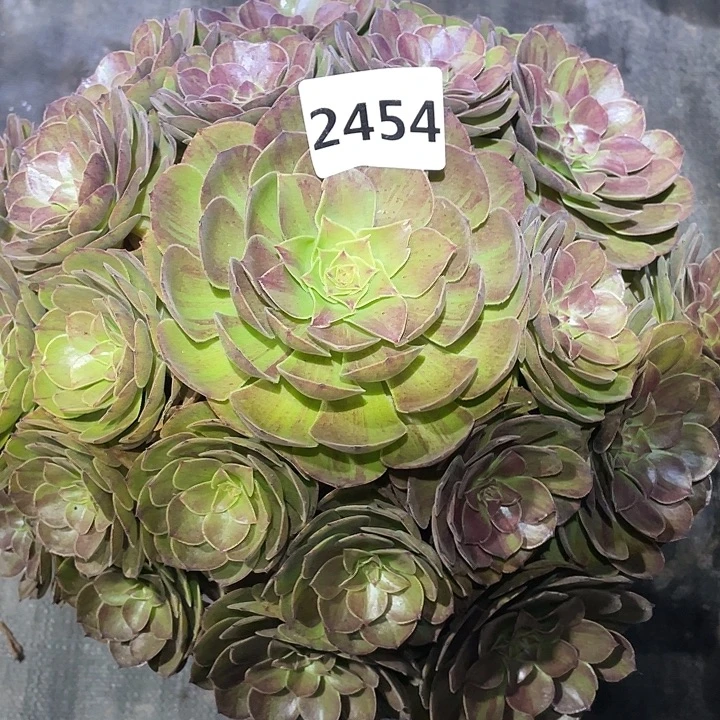 花月夜2455号多肉植物