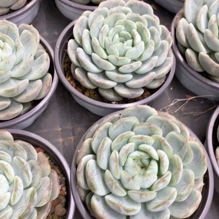 23。大白恋。单头。