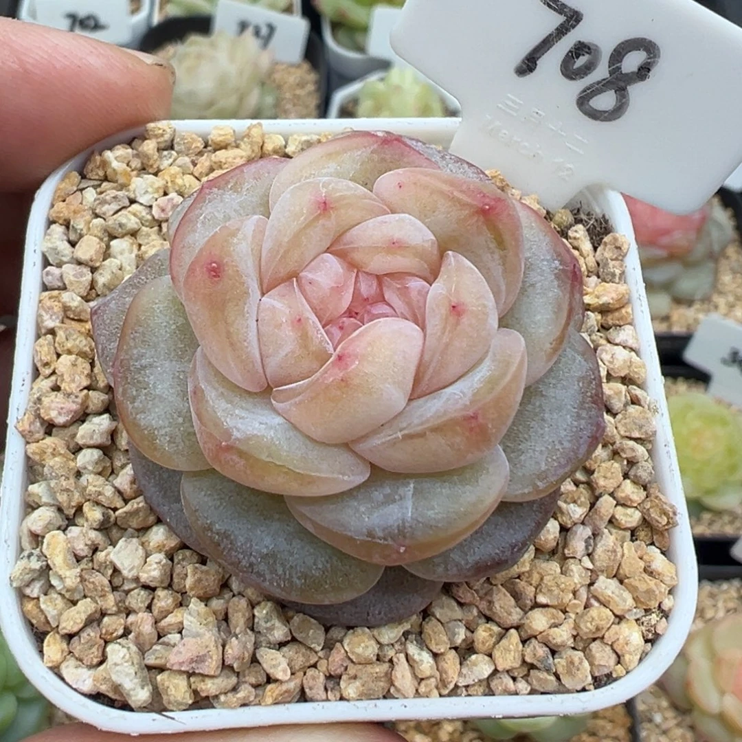 708号海棠 晗雨多肉