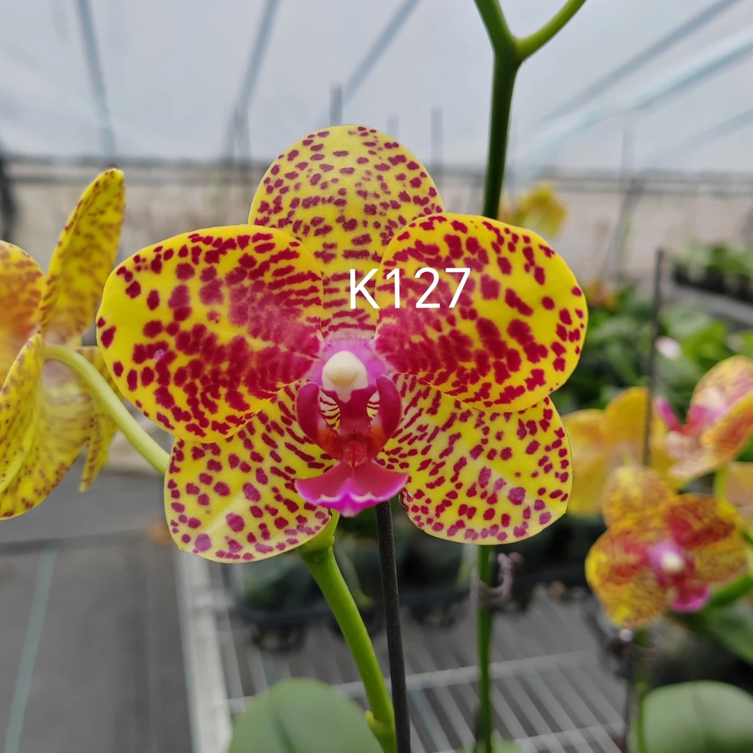 【K127】高货原生3.0寸蝴蝶兰带花带花苞发货超稀缺