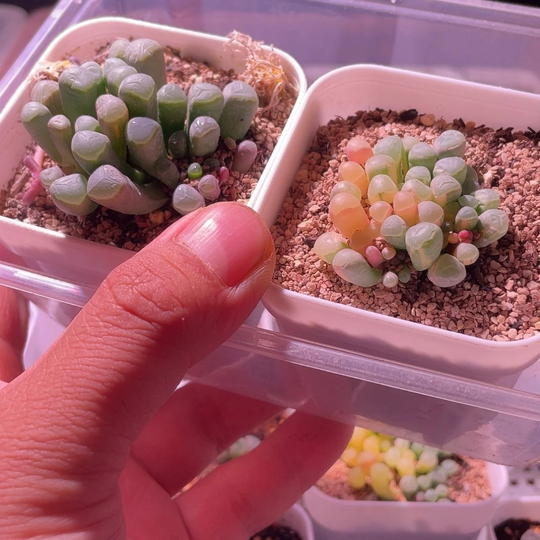 五十玲玉锦买一送一