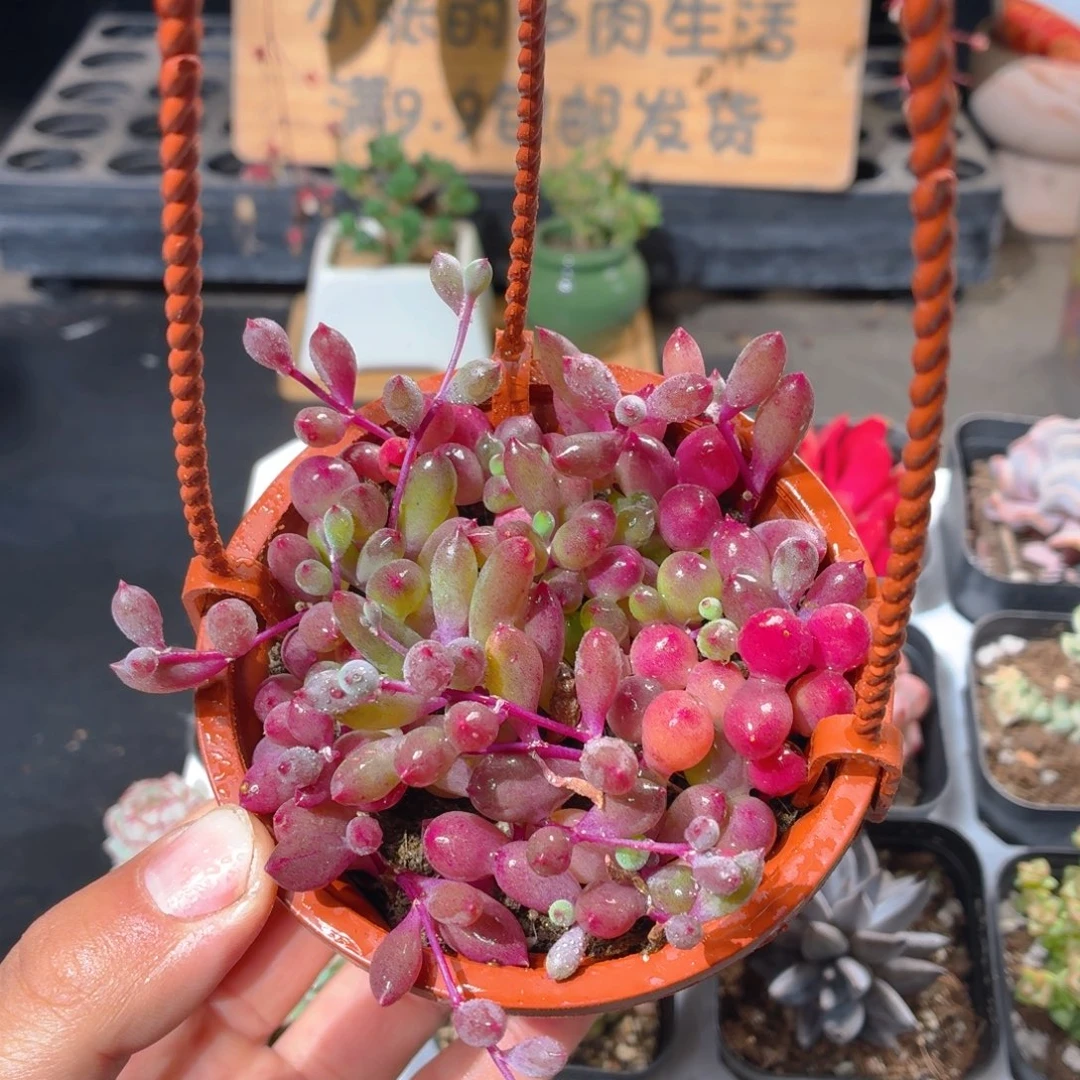 紫葡萄多肉9.9包邮发货