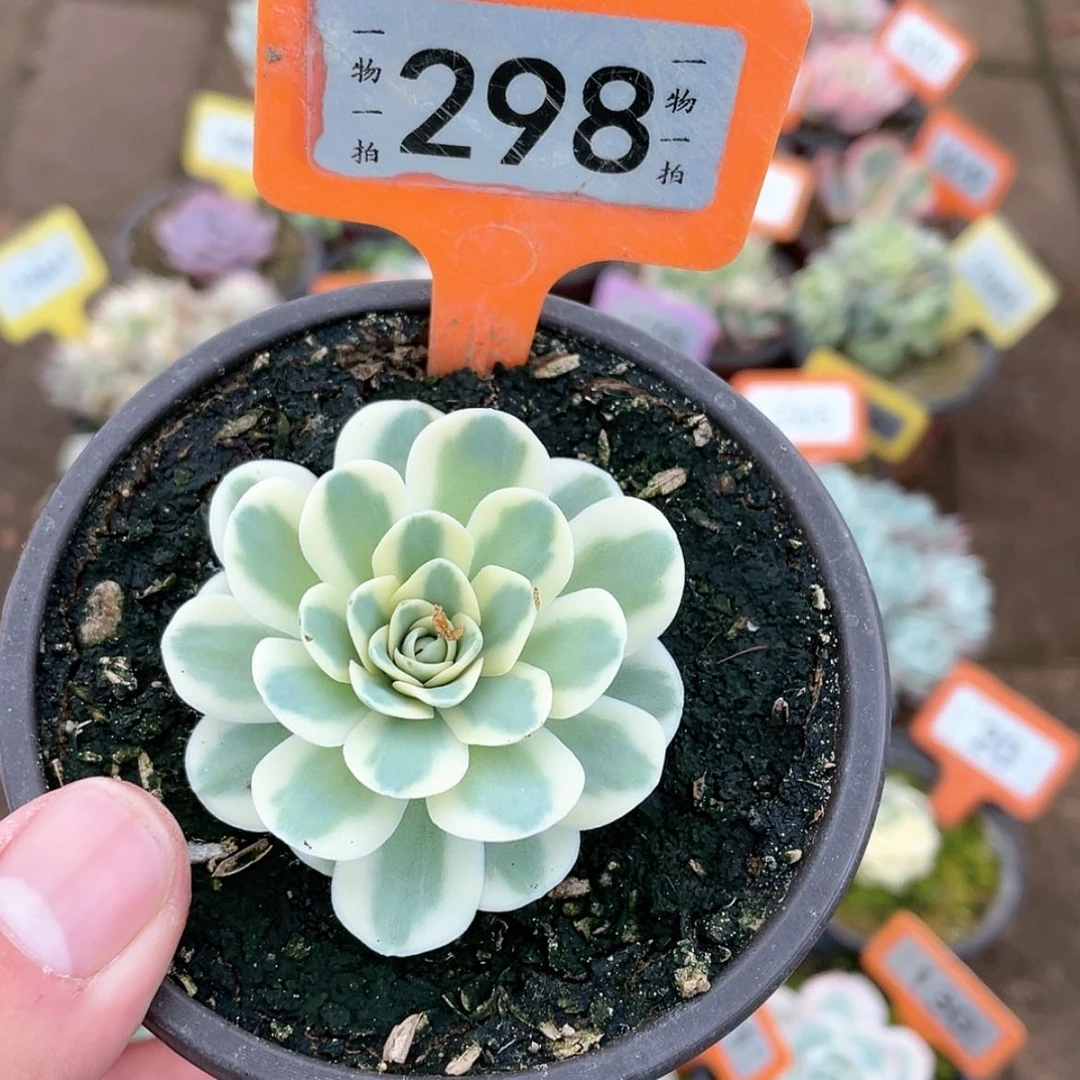 【闪购商品】298号