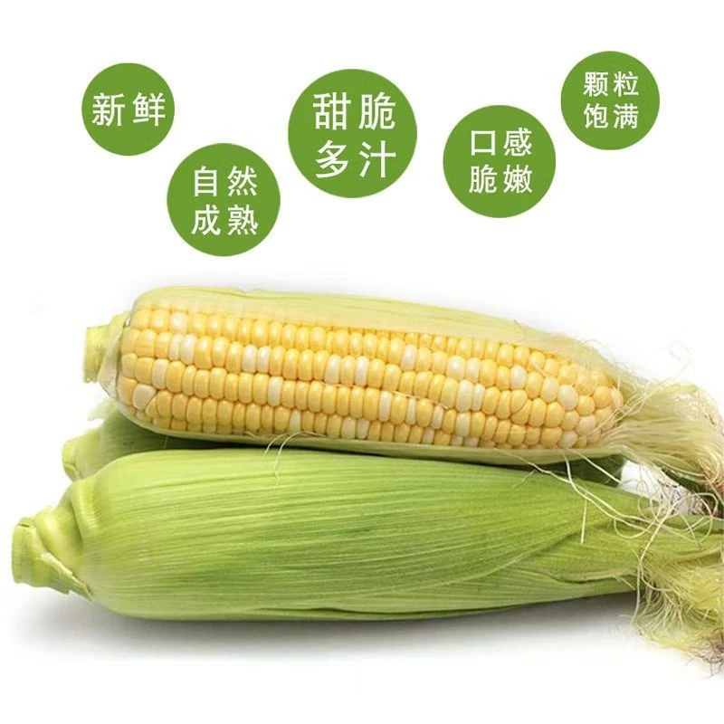 爆汁云南水果玉米超脆爆浆甜苞米甜玉米新鲜现摘生吃玉米棒子