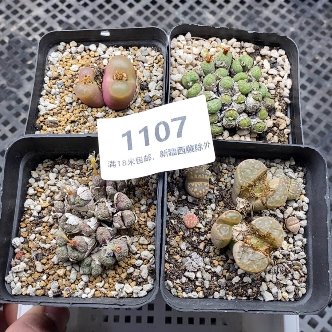 1107。