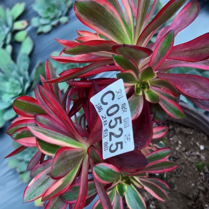 0525多肉植物法师法师法师