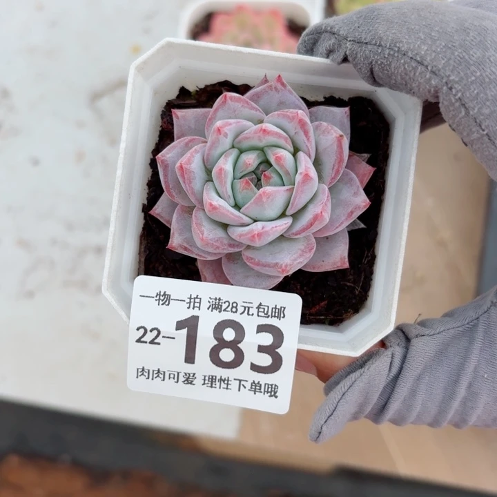 粉蓝鸟无盆土发货多肉