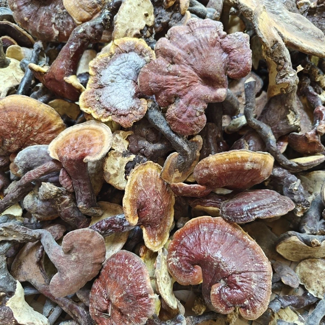 灵芝 初级农产品