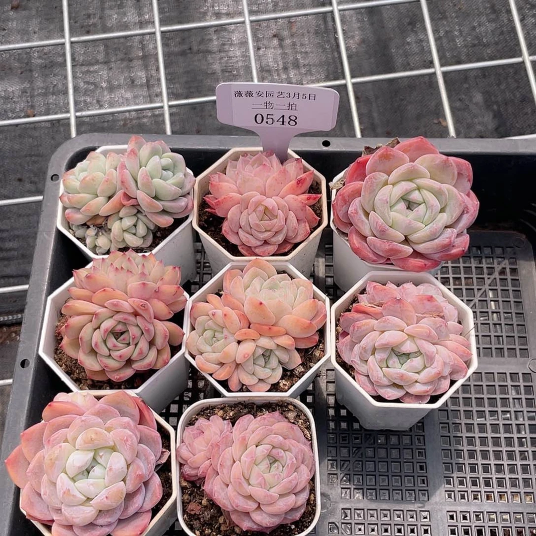 薇薇安园艺多肉0548