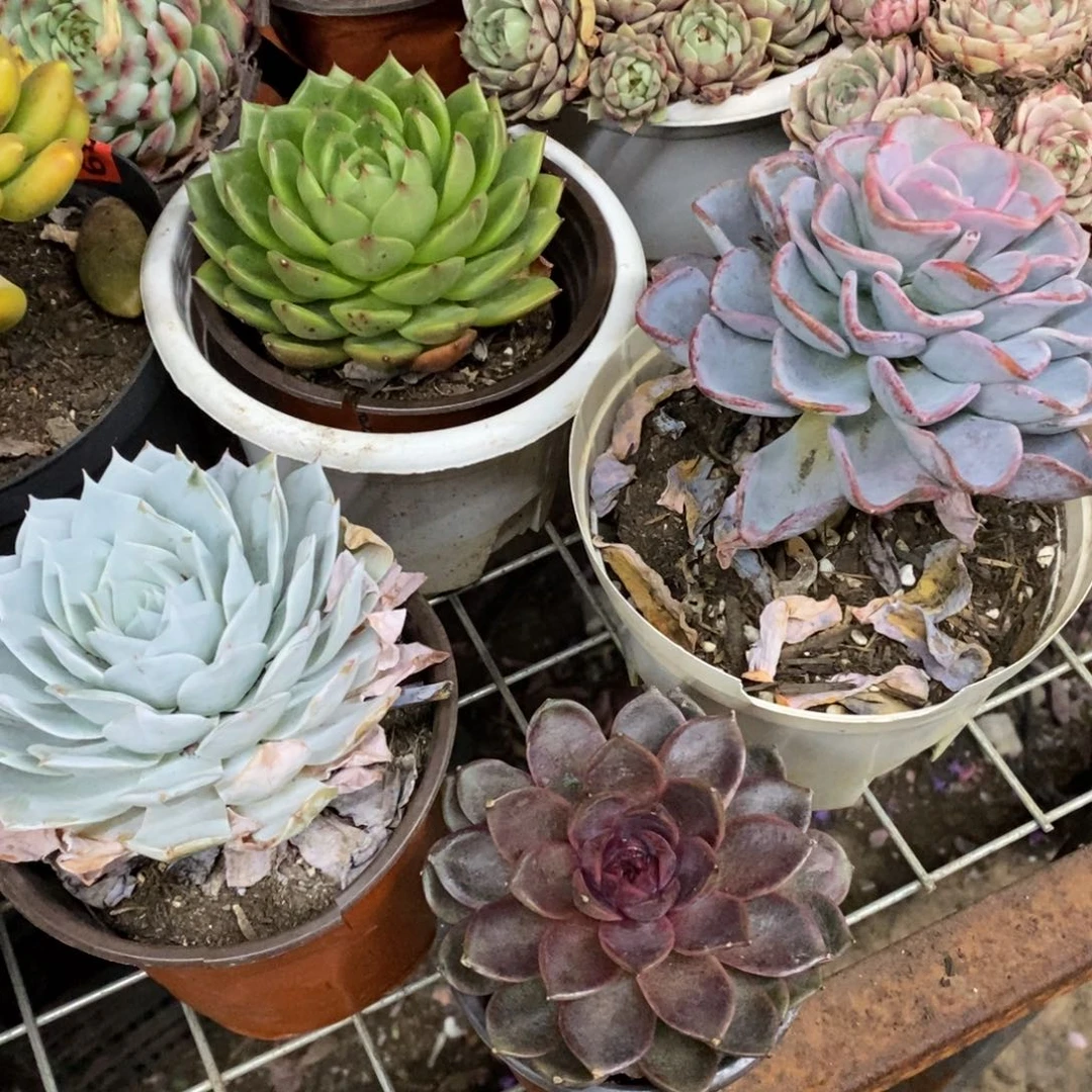 绿水鬼，美尻，薄叶蓝鸟，巧克力慕斯单头各一，120杯