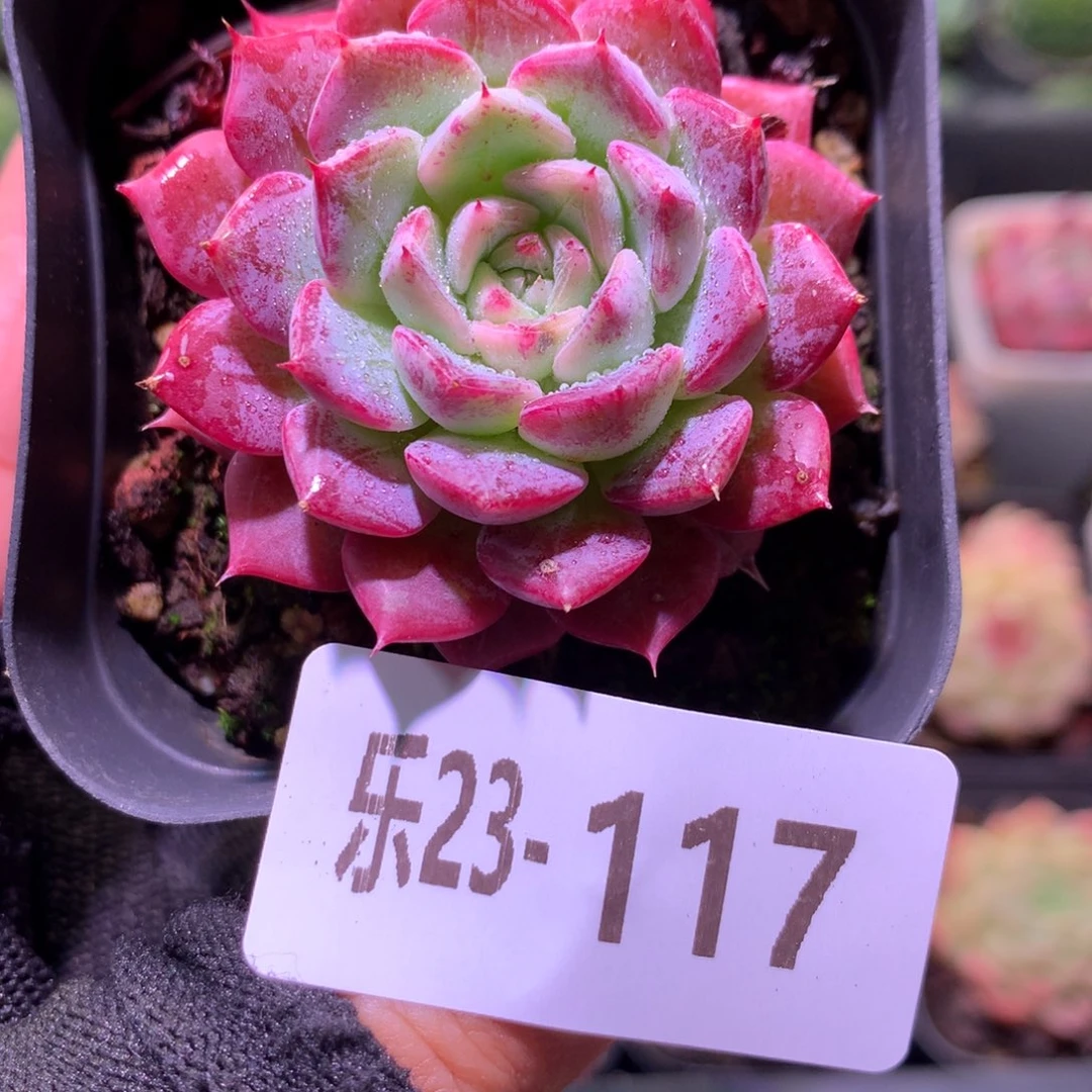 乐然23-117 胭脂单头