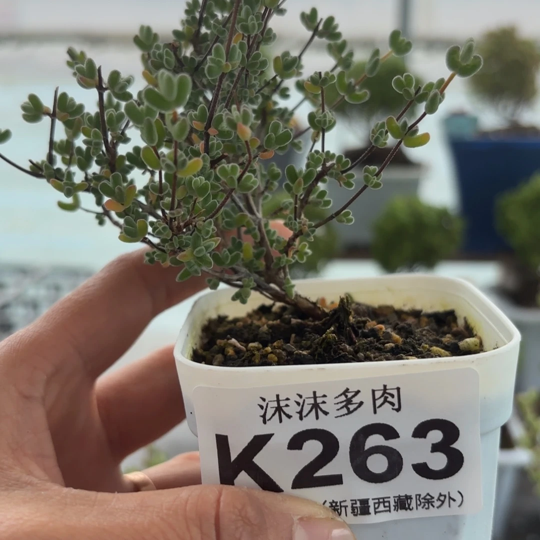 263月曲枝干番杏福利