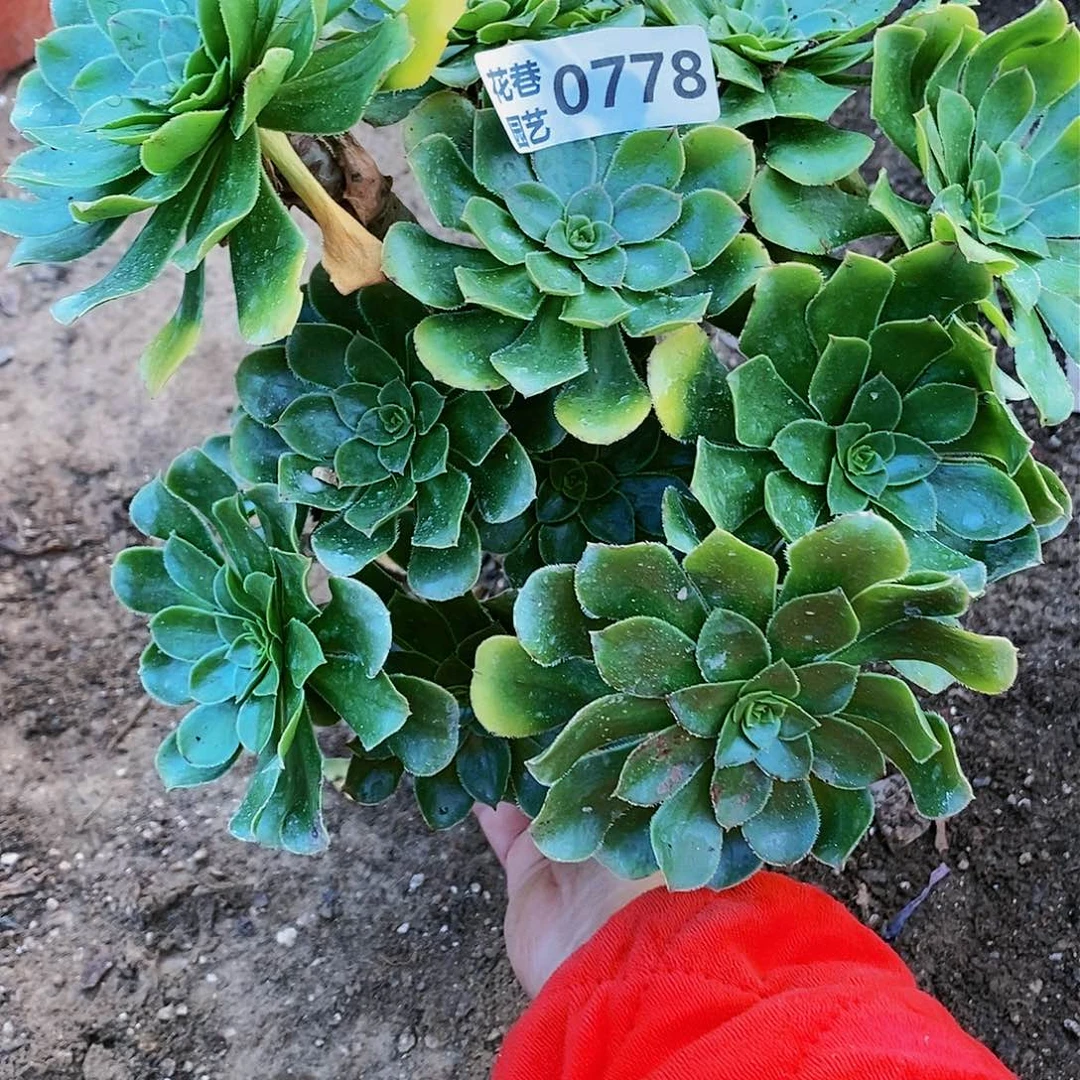 778号绿法师20元包邮不包断枝