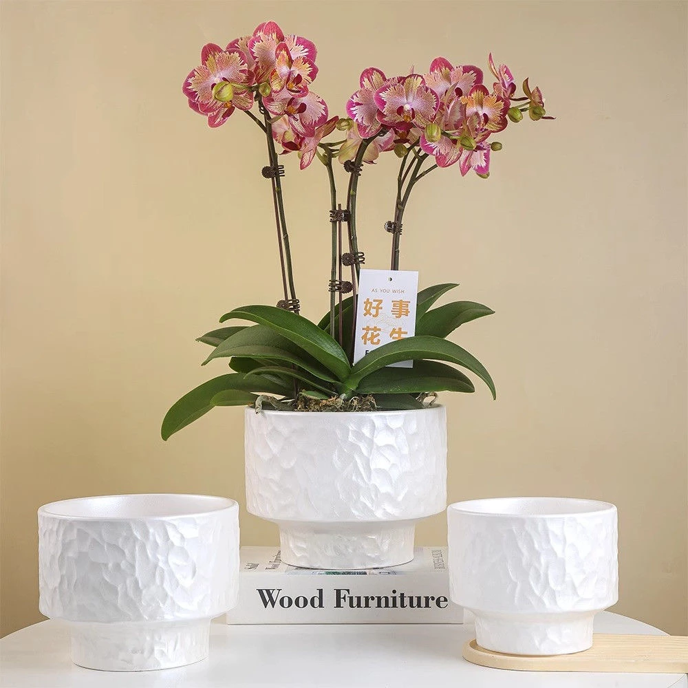 高端蝴蝶兰专用陶瓷花盆家用客厅轻奢高级北欧白黑色大号口径套盆