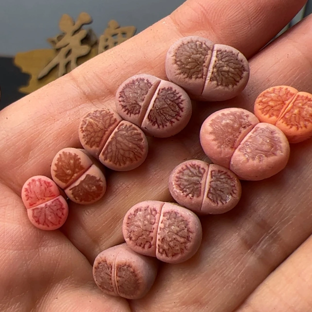 【闪购商品】000000006