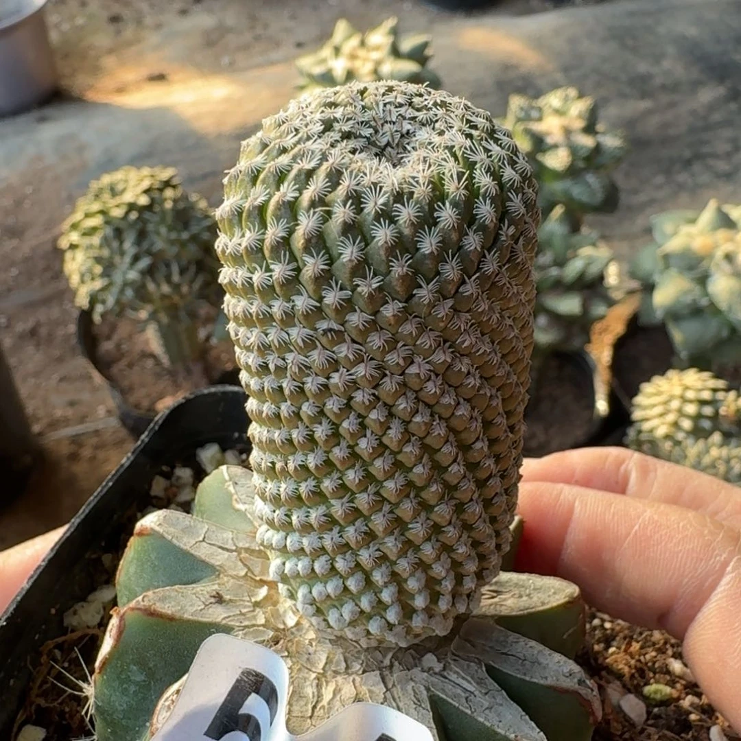 【闪购商品】苗接银牡丹514